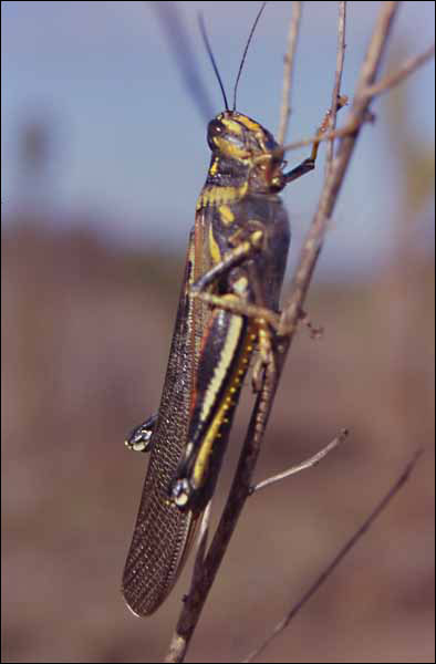 معلومات عن حشرة الجراد Locust2