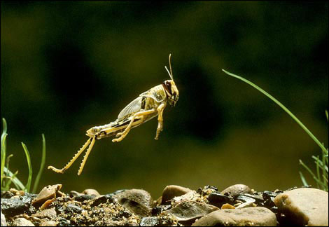 معلومات عن حشرة الجراد Locust3