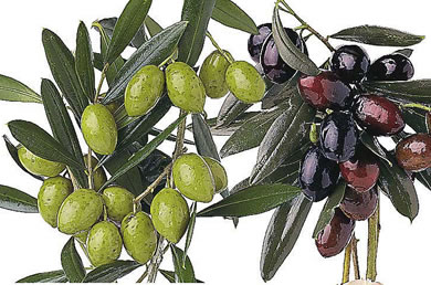 اكبر و اروع مكتبة كتب للطبخ في جميع المجالات + كتاب تحليل وتحريم الطعام وآدابه حصريا Olive1