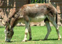 الحمار                 Donkey