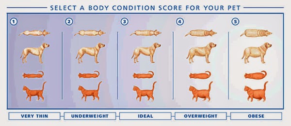 Indice de poids des chiens, croquis BCS-chart