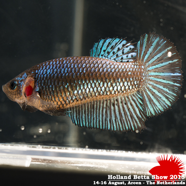 Bettas4all presents the Holland Betta Show 14-16 August 2015 HBS2015-F7AOC-1