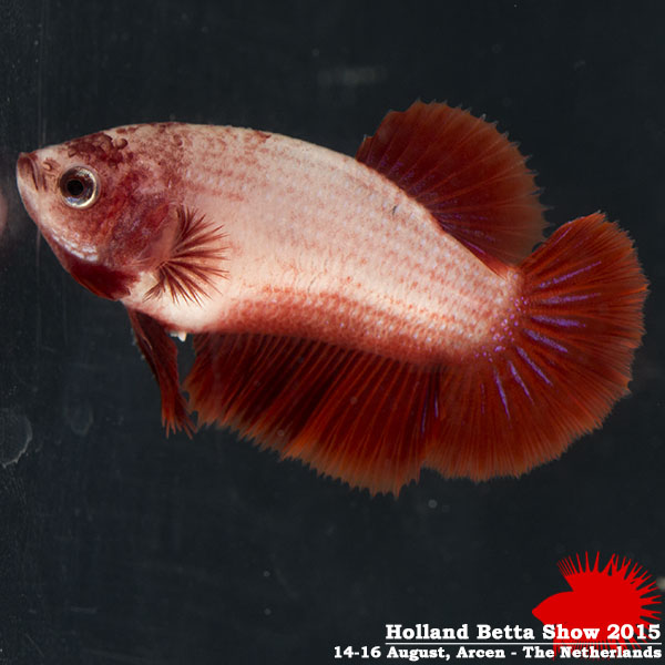 Bettas4all presents the Holland Betta Show 14-16 August 2015 HBS2015-F7AOC-5