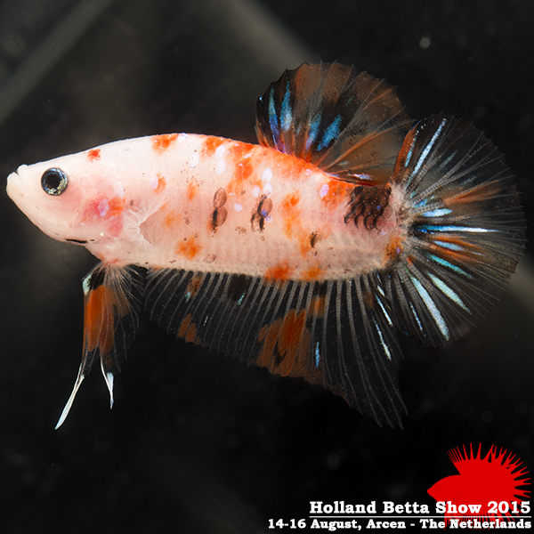 Bettas4all presents the Holland Betta Show 14-16 August 2015 HBS2015-Juryprize