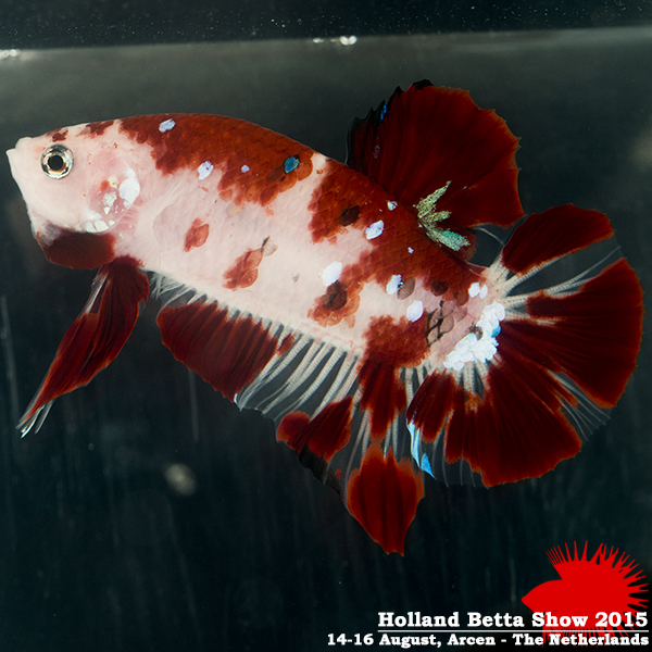 Bettas4all presents the Holland Betta Show 14-16 August 2015 HBS2015-M2Marble-3