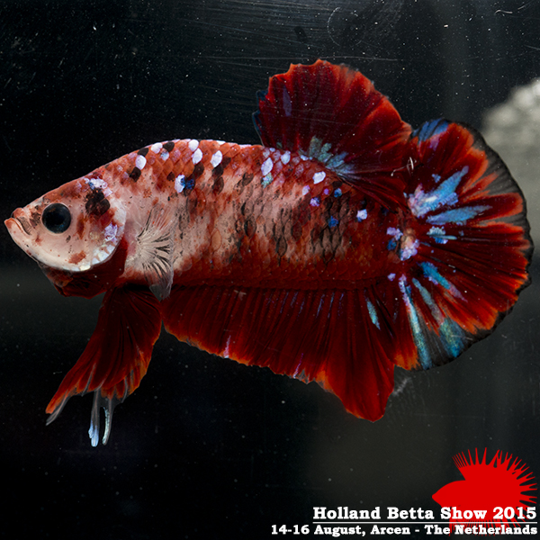 Bettas4all presents the Holland Betta Show 14-16 August 2015 HBS2015-M2Marble-4