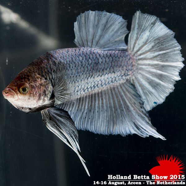 Bettas4all presents the Holland Betta Show 14-16 August 2015 HBS2015-M2UnicolorIridescent-4