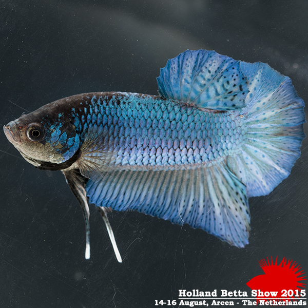 Bettas4all presents the Holland Betta Show 14-16 August 2015 HBS2015-M2UnicolorIridescent-5