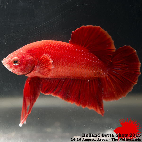 Bettas4all presents the Holland Betta Show 14-16 August 2015 HBS2015-M2UnicolorNonIridescent-2