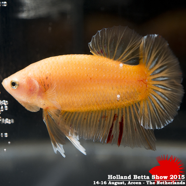 Bettas4all presents the Holland Betta Show 14-16 August 2015 HBS2015-M2UnicolorNonIridescent-5