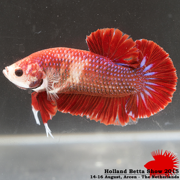 Bettas4all presents the Holland Betta Show 14-16 August 2015 HBS2015-M3Allcolors-1