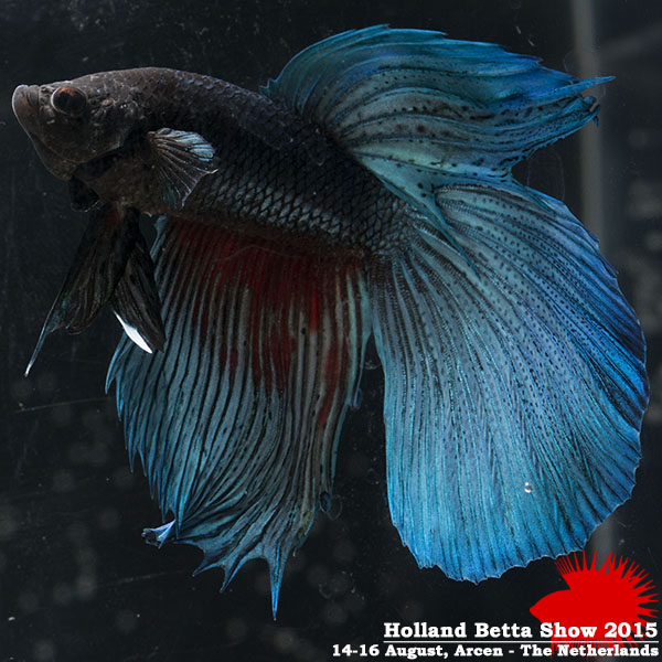 Bettas4all presents the Holland Betta Show 14-16 August 2015 HBS2015-M6Allcolors-1