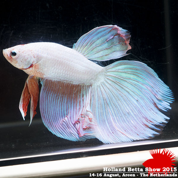 Bettas4all presents the Holland Betta Show 14-16 August 2015 HBS2015-M6Allcolors-2