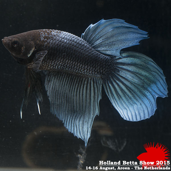 Bettas4all presents the Holland Betta Show 14-16 August 2015 HBS2015-M6Allcolors-3