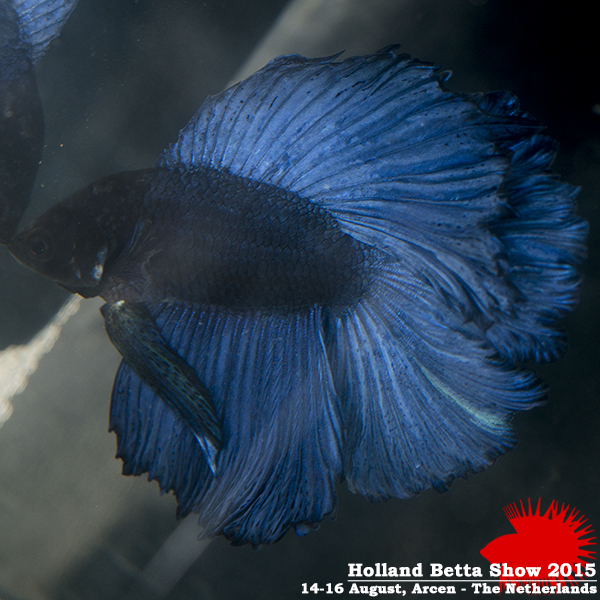 Bettas4all presents the Holland Betta Show 14-16 August 2015 HBS2015-M8Allcolors-1