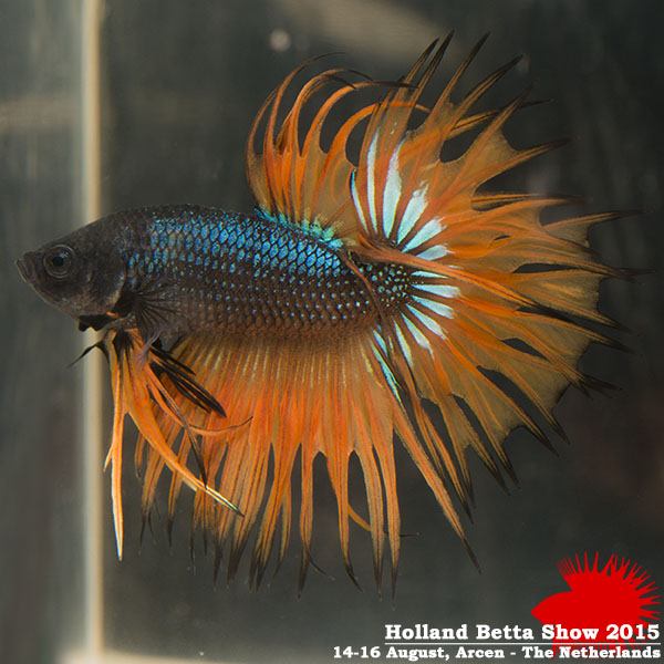 Bettas4all presents the Holland Betta Show 14-16 August 2015 HBS2015-M9Allcolors-1