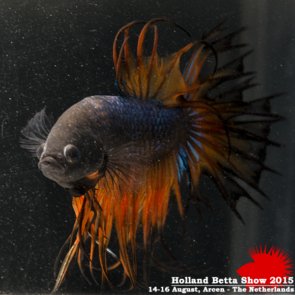 Bettas4all presents the Holland Betta Show 14-16 August 2015 HBS2015-M9Allcolors-5