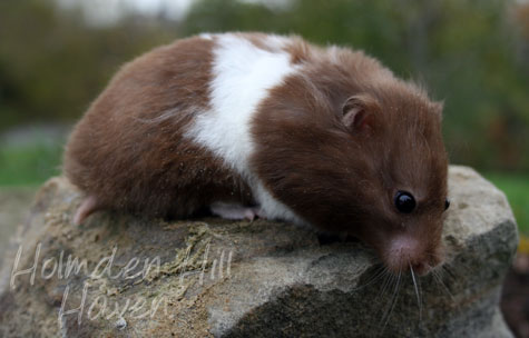 Hamster Sírio - Colorações, Padrões e tipo de pêlo  Raspberry%2005