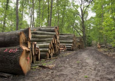 Gefahren einer Wildkatze Wald-holz