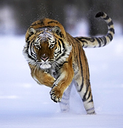 Picture Games Siberian%20Tiger-072031%20RAW