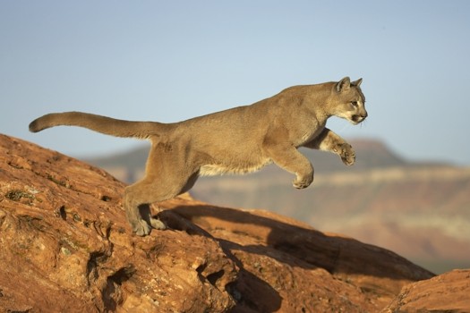 Fotografije malih i velikih mačaka - Page 2 Puma%20%28cougar%29%20Leaping-042925%20RAW-1