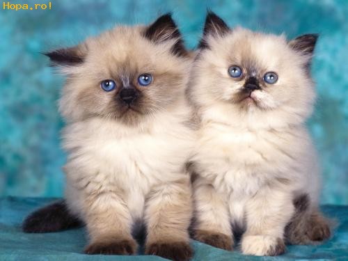 Din lumea celor care nu cuvanta Cats_Wallpapers_Poze_Pisici_Pisicute_Himalayan_Kittens_1236265278