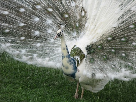 Le variant Argenté Panaché .... l'historique ! - Page 10 Hopkins_India_blue_silver_pied_male_3_0509