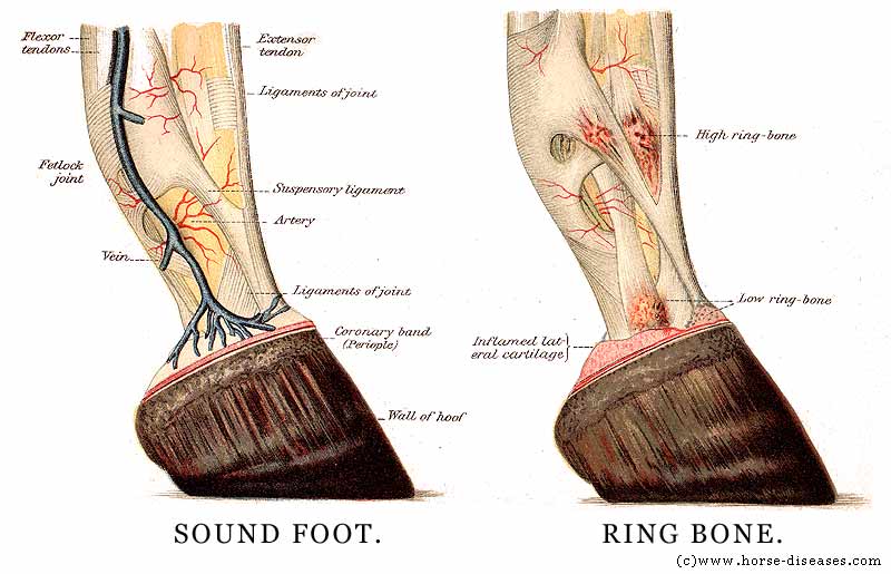 اهم امراض الخيل و طرق علاجها Anatomyhorsefoothoofpicture