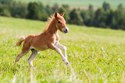 Des ptits dons, des p'tits dons !  - Page 2 Horse00