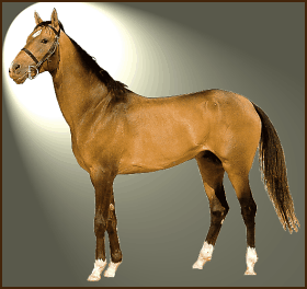 Lingo d'Or Akhal_teke