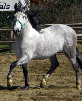 **My Wild Horses** 50919__0_0_hh_dapple_grey_andalusian_horse_gloucestershire_img