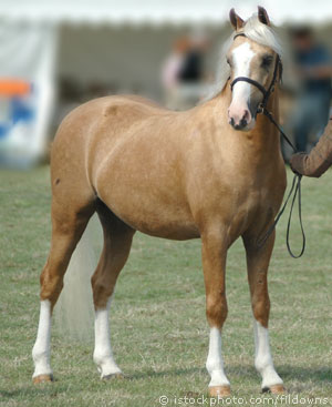 Fohlen und andere Pferde der Ranch 1475_2005_aqha_dark_palomino_gelding__img