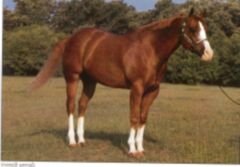 Wild and Free American-quarter-horse