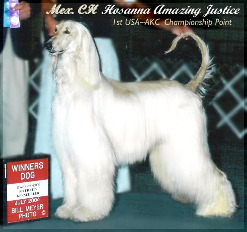 Afganistanski hrt Justice-afghan-hound-OwenKYonly