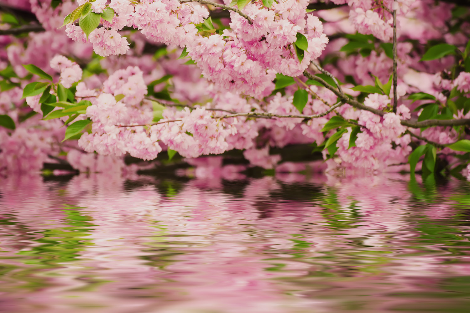 Poésies à l'ombre du Sakura Sakura-tree-1