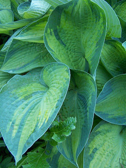 Hosta Blue Shadow (pour Val) Blushad5