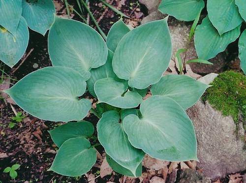 Hosta Pearl Jake? Jake