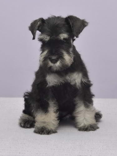 HOUSE KAZAK Black and silver puppies out of IntCH LITTLE BOY VIS A VIS & HOUSE KAZAK JUST A BREEZE V-litter1DSC_0137