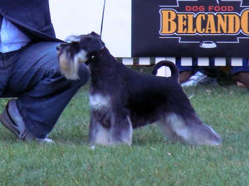 Black&Silver puppies House Kazak Kennel Chelines Lucky France x House Kazak Lucky Flower MoroPicture079