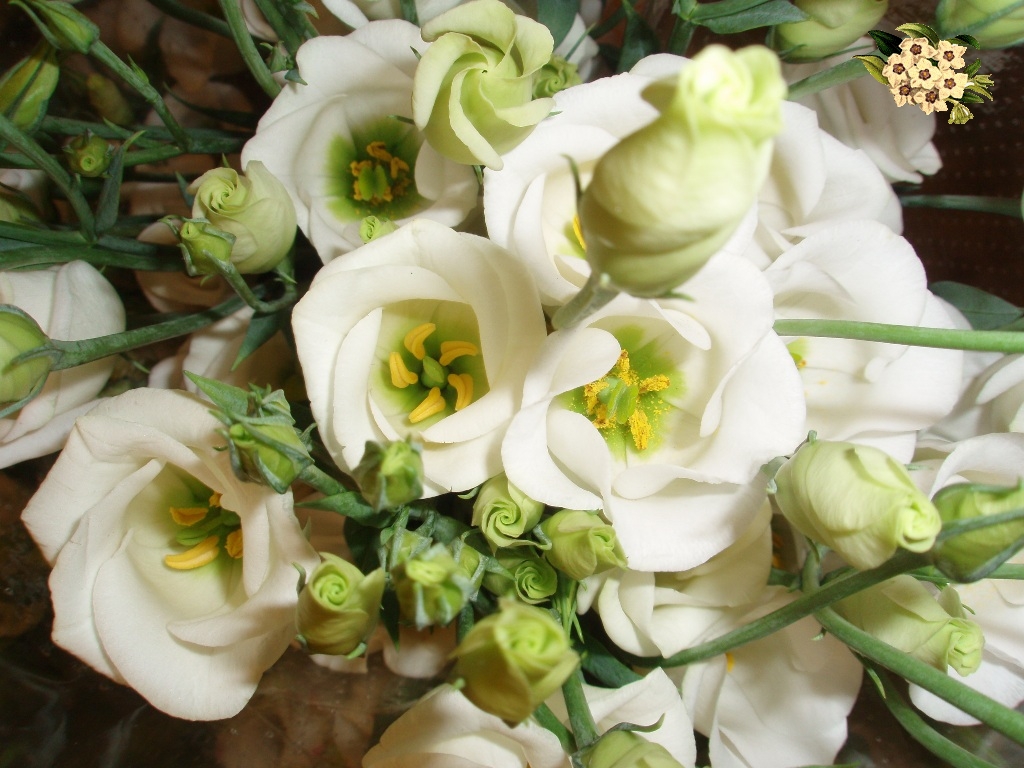 معنى الرجوله في ادم Eustoma2