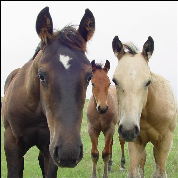 == > Photo Foals%20closeup