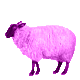     Sheep7