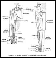 أعضاء جسم الانسان بالغة الانجليزيه Bone2images