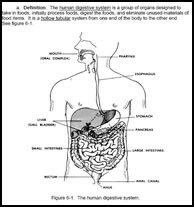 أعضاء جسم الانسان بالغة الانجليزيه Digestivesystems