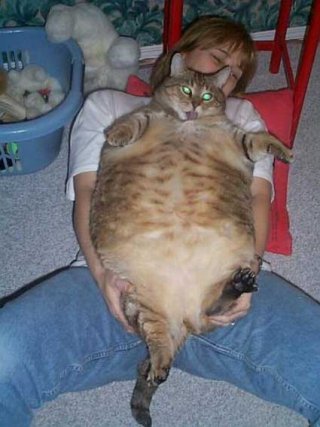 قطط كبيرة El-gato-mas-gordo-del-mundo_www_Humor12_com