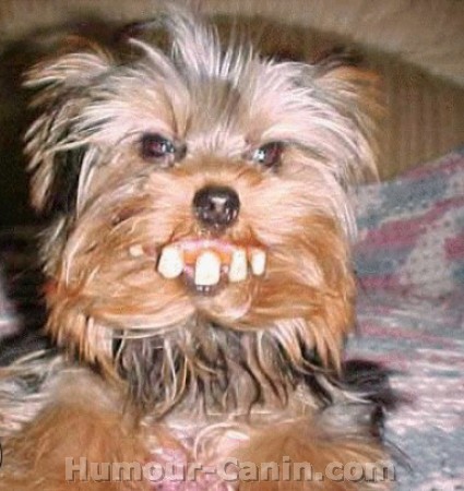 Le plus beau sourire. Big_8983-chien-dents