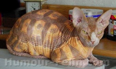 Une imge par théme Big_4032-chat-tortue