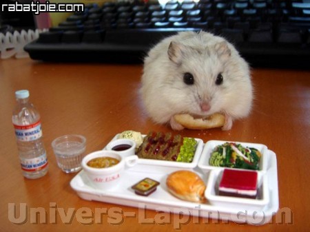 bonjour !!! - Page 42 Big_8381-lapin-plateau-repas-hamster