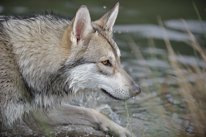 Bekijk een karakter blad Saarlooswolfhond1