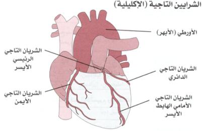 تشريح القلب - التدريب الرياضي وأثره على القلب Hesham0704